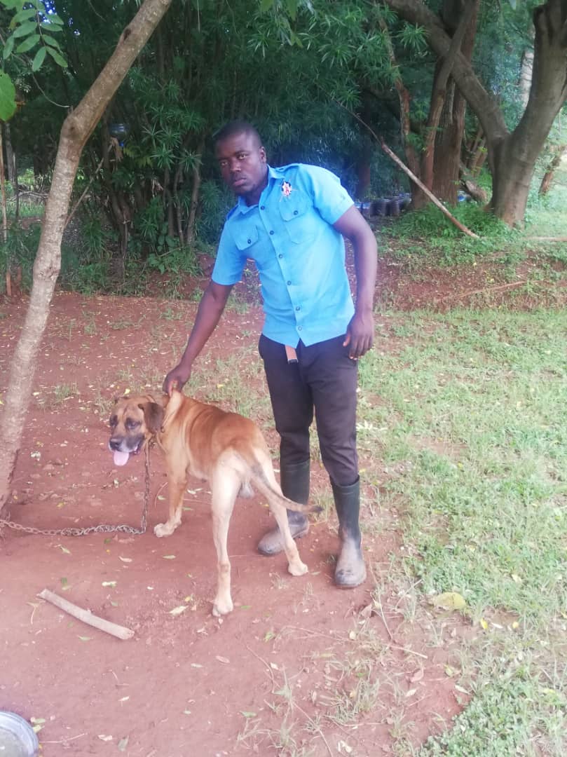 Brown kay